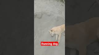 Dog Race #foryou #viral #new #youtubeshorts