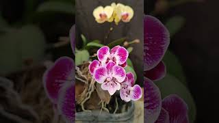 Fall in love with Phalaenopsis#orchid #hybrid#collection  #gardening#shorts #jubin_nautiyal#rimjhim