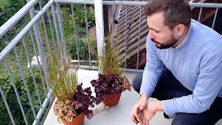 Planting my First Fall Containers of the Season & Tackling Extremely Root Bound Pennisetums