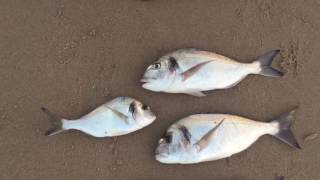 SURFCASTING DORADAS CON CHOCO PESQUERA NOCTURNA PLAYAS DE CADIZ EL PUERTO DE SANTA MARIA