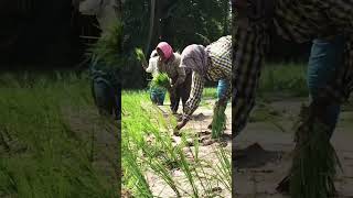 ধান চাষ #viral #কৃষি #agriculture