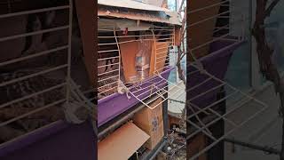 family of pigeons flying back to the cage