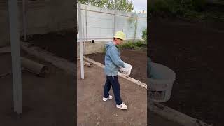 Посев газона и изгородь из туй #сад