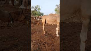 سوق الإبل #ytshorts #camelmarket #camellove #camelfarm #foryou #shorts #camellife #camelculture