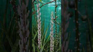 Snakeplant blooms. They smell like fabcon! #plants #snakeplant #greenculturebuzz