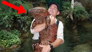 10 Massive Reptiles You Probably Didn't Know Exist!