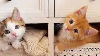 2😽 CHATON TRÈS MIGNONS  // CAT_4K_HD// N 89076