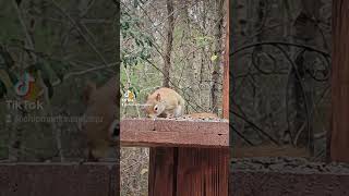 Red Squirrel Eating lunch #squirrelwatching #cattv #wildlife #tvwildlife #animals