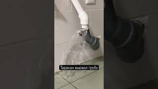 Таракан сломал трубу и не может напиться