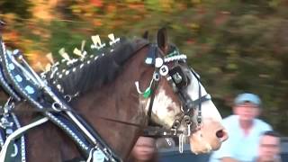 Sutler Post Clydesdale Show SMC Fair © Ron Bailey Photo Productions