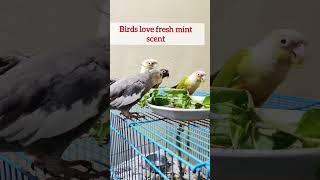 Birds herb food #shorts#birdfeeding #herbs #birdfood #mint #birds #parrot #pets #birdmedicine#