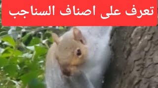 تعرف على أصناف السناجب 🐿 🐿 🐿