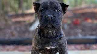 Presa Canario El perro que hace temblar al Dogo argentino