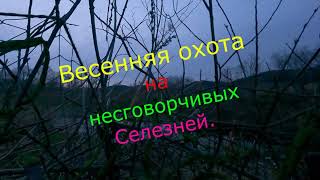 Весенняя охота c подсадными на несговорчивых селезней.