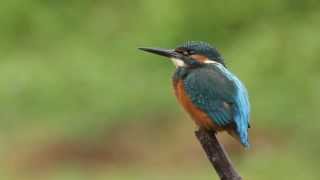 Male Kingfisher Fishing