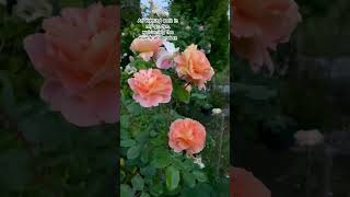 A night of blooms in my garden. #shortsfeed #shortvideo #flower #rose #nature #relax #garten #tour