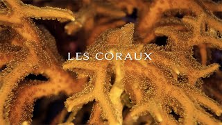 Le corail, entre monde animal et végétal !