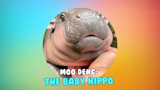 Meet Moo Deng: The Adorable Baby Hippo Captivating Hearts Worldwide!