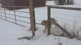 Как обмануть собаку // How to fool a dog