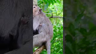 Ep125. Cute Monkey Goes Bananas in Adorable Viral Video!