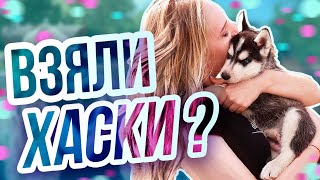 VLOG - Питомник ДОМ ХАСКИ, как я вернулась в конный спорт, щенки и прогулка с маламутом |