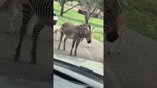 I saw zizzy at Fossil rim Wildlife Center