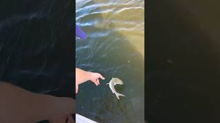 Catching BONEFISH in Stuart FL!