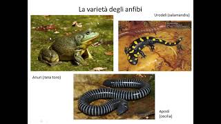 I vertebrati