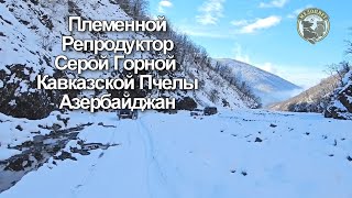 Племенной Репродуктор Серой Горной Кавказской Пчелы Азербайджан