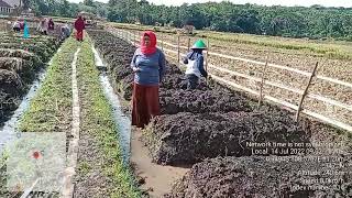 Kegiatan Penyiangan Tanaman di Kebun KWT Sejahtera Desa Cihaur