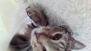 pov: you are a cat wrestling your kitten