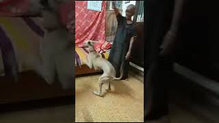 Chippiparai puppy dog செம ஆட்டம் அம்மாவுடன்