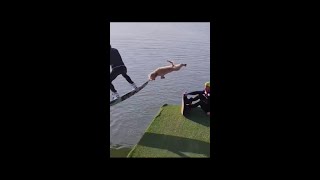 Funny Videos 2022, Funny Moments - Fails, Try not to laugh