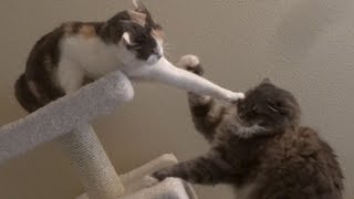 Male cat fails to claim his sister's territory