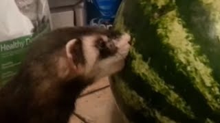 Ferret Vs WaterMelon