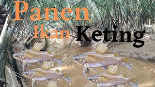 Mancing di kali alam panen ikan keting" lundu"