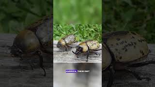 The Incredible Strength of the Hercules Beetle #shorts #shortsfeed #youtubeshorts