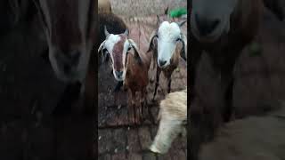 Ajmaira #newsong #song #punjabisong #rap #music #train #animalsouds #musicgenre #goat #musicstyle