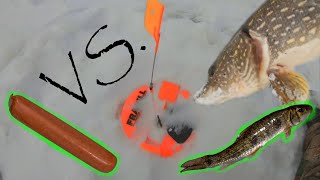 Tip-up Challenge - Hotdog Vs. Live Bait (underwater footage)