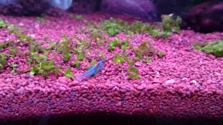 Blue dream shrimp  Neocaridina Davidi