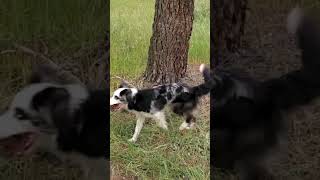 Border collie cazapiñas