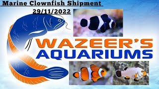 Marine Clownfish Shipment 30/11/22