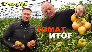 Выращивание овощей в теплице. Томат. Результат на лицо