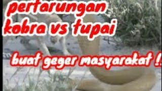 VIRAL.... PERTARUNGAN ULAR KOBRA vs TUPAI JANTAN