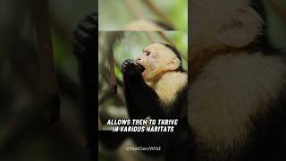 Capuchin Monkeys: The Clever Pranksters of the Jungle