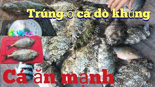 Câu cá trên bè tập 4 || Trời hết gió cá ăn mạnh, Trúng mánh ổ cá dò khủng.