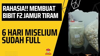 Pembuatan Bibit F2 Dari Bibit F1 Hasil Percobaan Bibit F0 Cair.