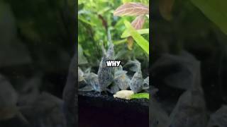 The peppered corycat #aquarium #fish #catfish #viral #shorts #facts #short