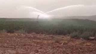 Algérie Irrigation Implantation de la pomme de terre dans la wilaya d’El Bayadh en Algérie irriguée