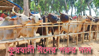 কুরবানি ঈদ উপলক্ষে যশোর জেলার গরুর হাট কেমন চলছে ? কুরবানির বড় বড় গরু গুলো দেখুন